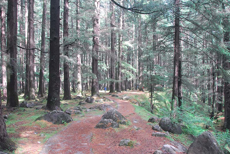 The walk from Old to New Manali through the Deodar forest