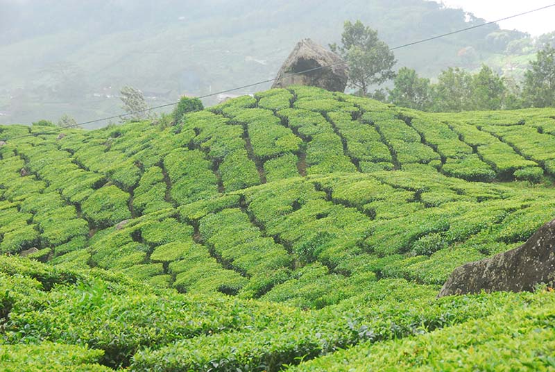 Tea bushes in Munnar - harvested by hand.