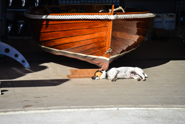 Shiny boat for the rest of us ... it's a dog's life!