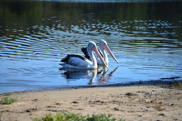 On a quiet lake in Eden, the extraordinary Pelicans.