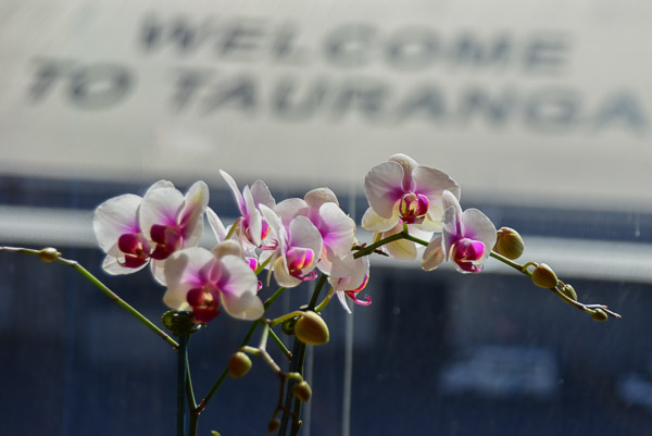 Beautiful orchids on the tables on the casual dining area.