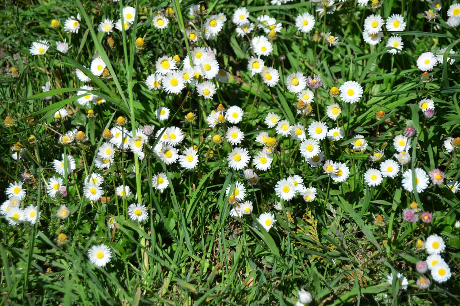 Daisies! Of what fun we had making all those daisy chains ...