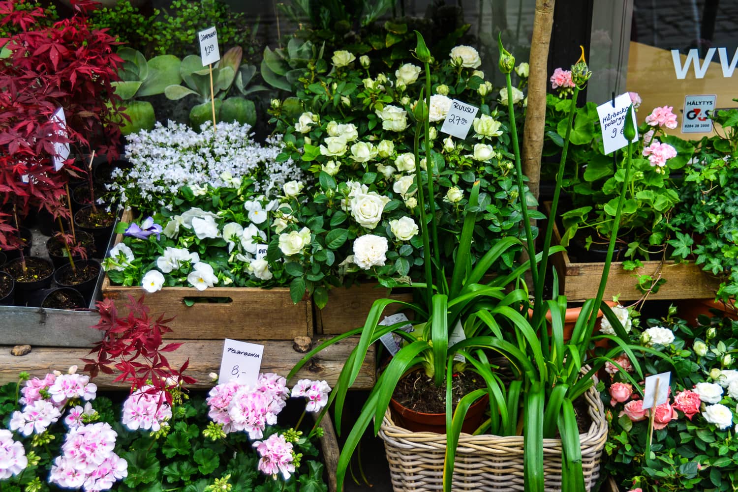 Flowering plants brighten up the day.