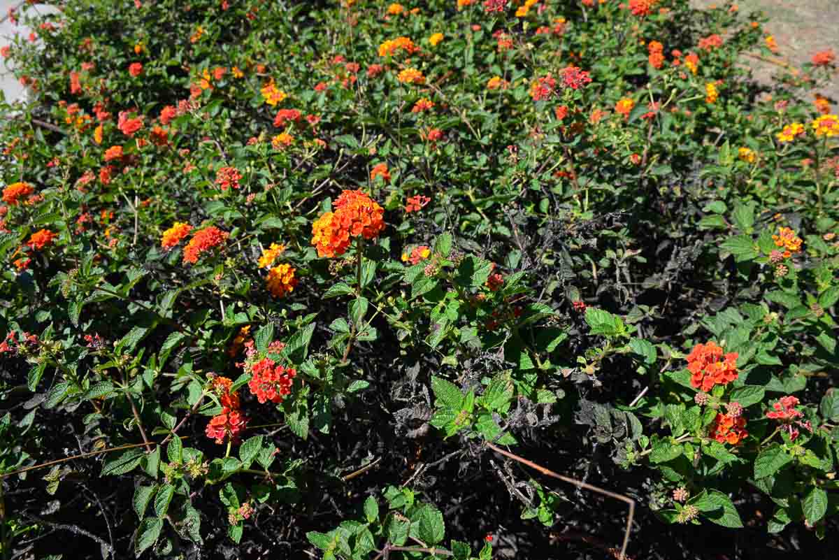 Lantana hedge in Santa Barbara, California