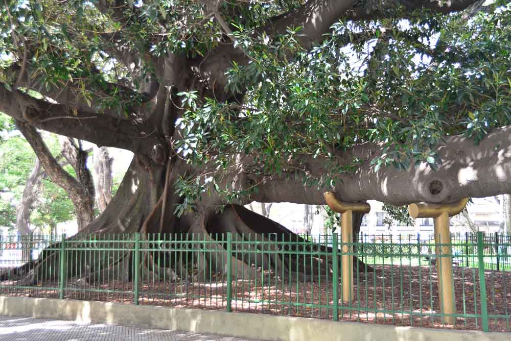 Morten Bay Fig Tree in the Plaza San Martin Buenos Aires, Argentina