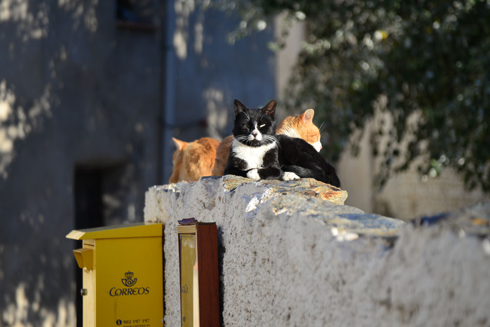 Cats in Atalbeitar La Taha, Sierra Nevada, Spain