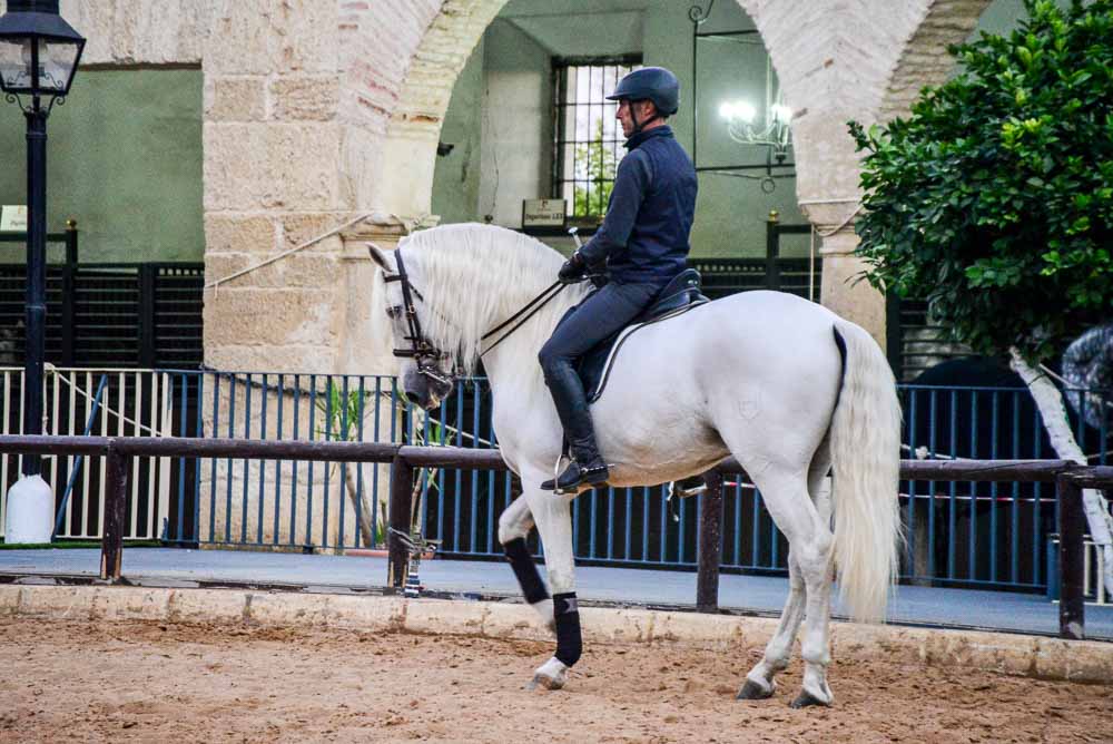 Andelusian horse in Cordoba Spain