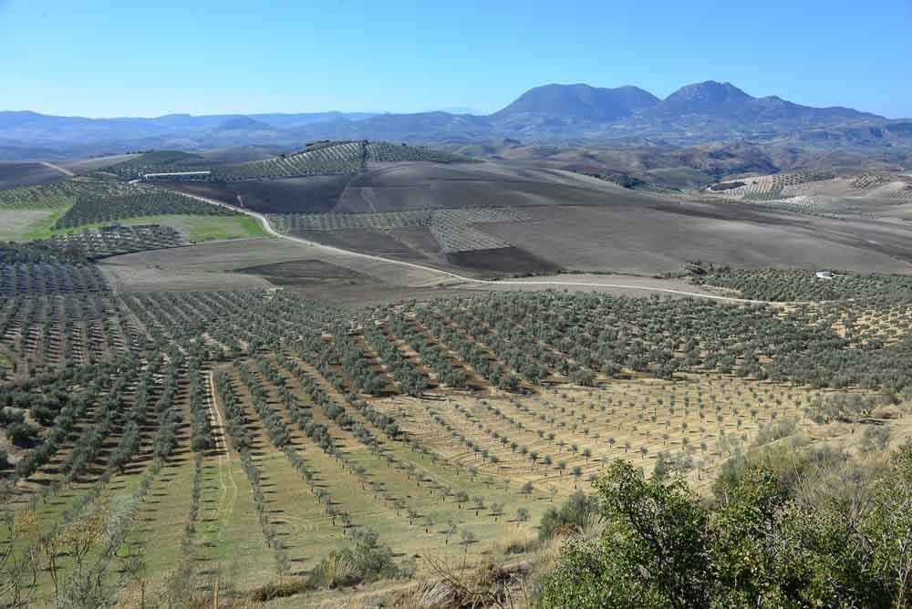 Olive Orchards in Andalusia Spain