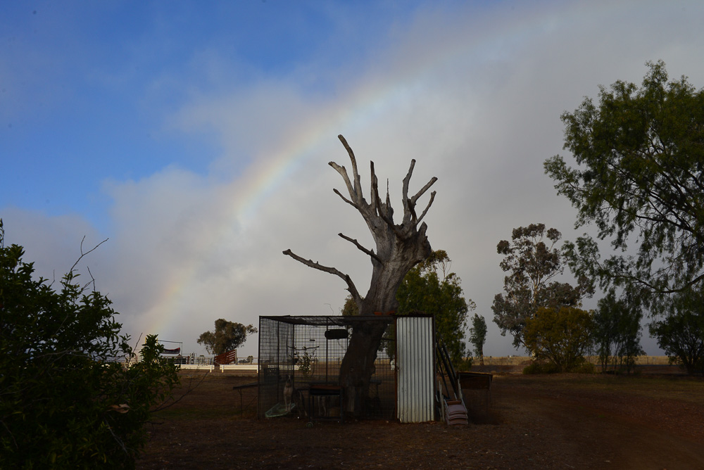 Dogs in a cage with rainbow, Somerton Hotel NSW