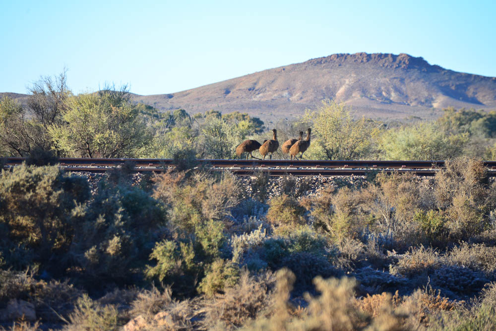 Some of the Yunta locals on the railway line