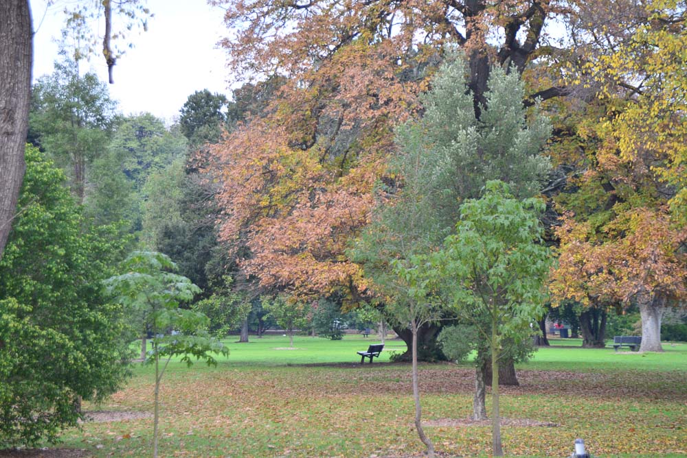 The lushness of an Adelaide park in autumn is a welcome change