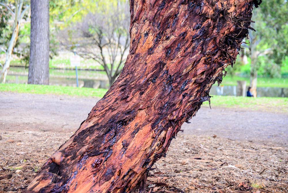 The trunk of a tree in the botanical park next to the river Torrens in Adelaide, and example of the amazing colours often displayed by Australin trees