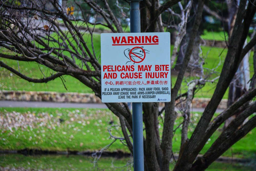 This image is of a sign warning against feeding the pelicans. It says Pelicans may bite and cause injury. Pack away food, shoo pelican away, wave arms, jumper or umberalla or leave the park