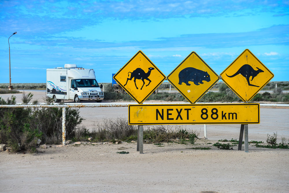 A sign warns that camels, wombats and kangeroos could be on the road over the next 88 kilometres