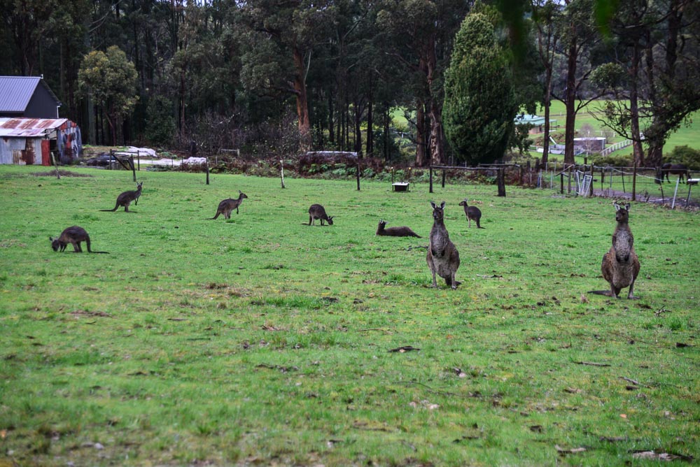 An image of eight of the many kangaroos in a paddock on the Wolery