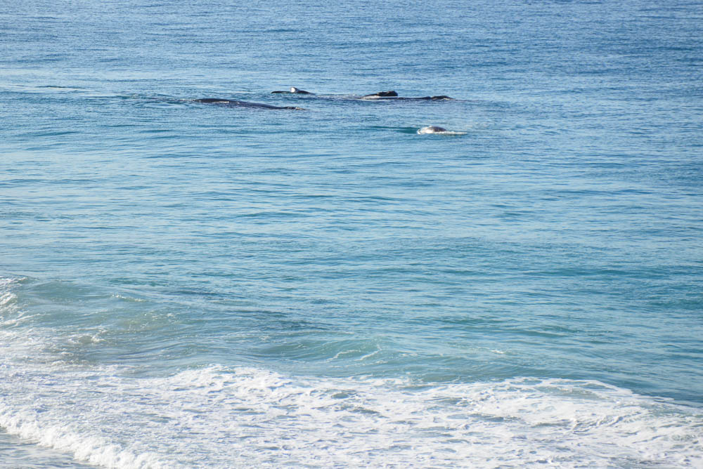 An image of two southern right whales with calves at Normans beach.