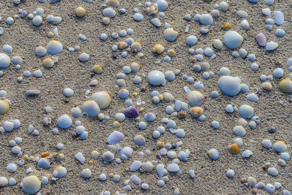 An image of shells on Normans Beach