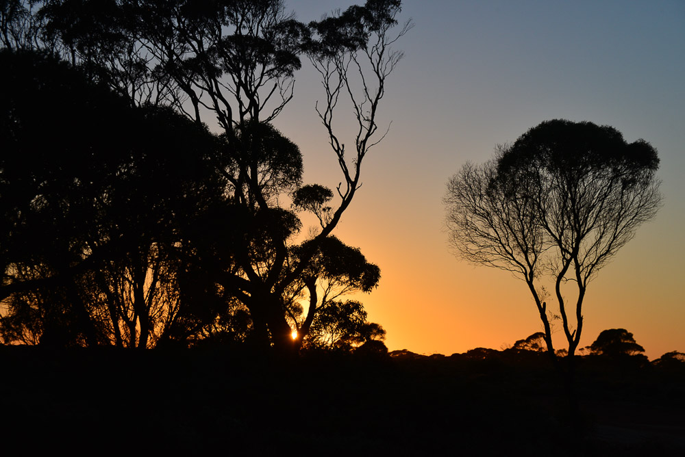 Sunset over the Yalata woodlands to the east of the Nullabor.