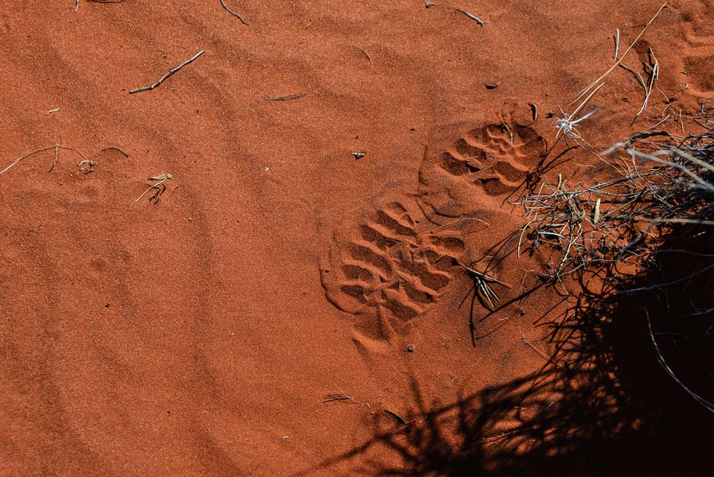 Image of a footprint in the coarse red sand of central australia
