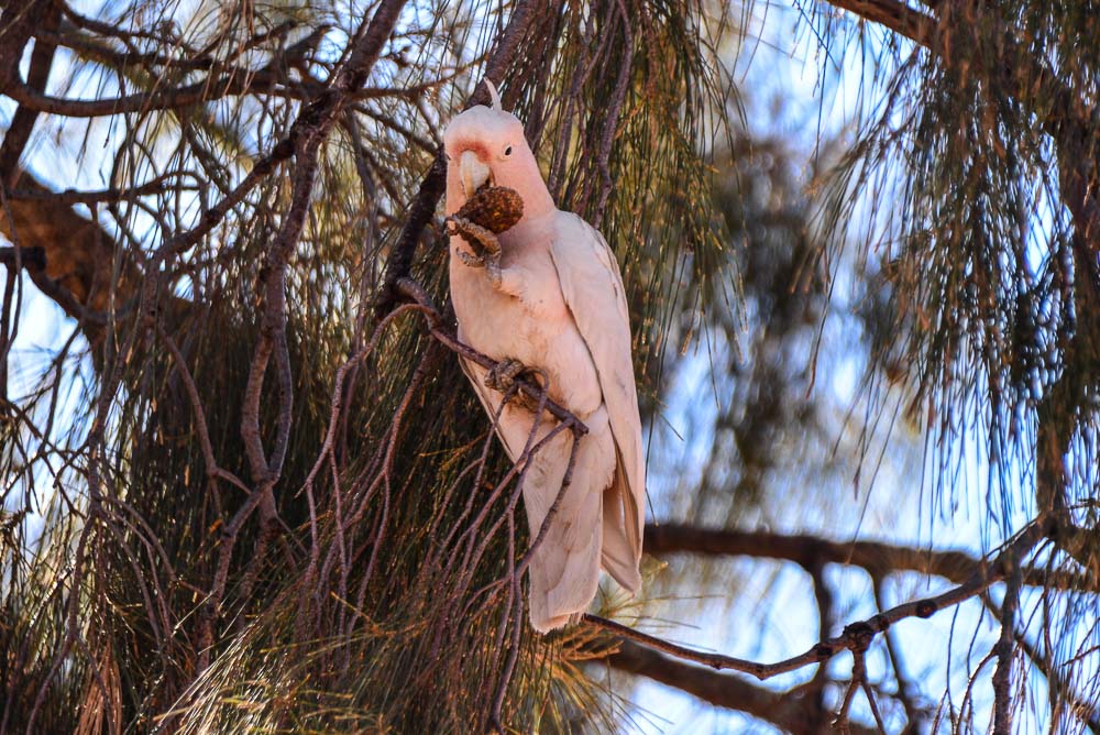 Image of a pink cockatoo in central australia