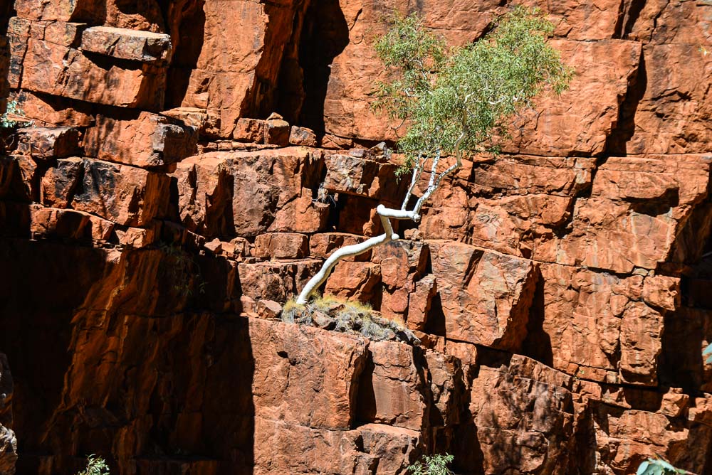 An image of a ghost gum growing from the rocks of Ormiston Gorge