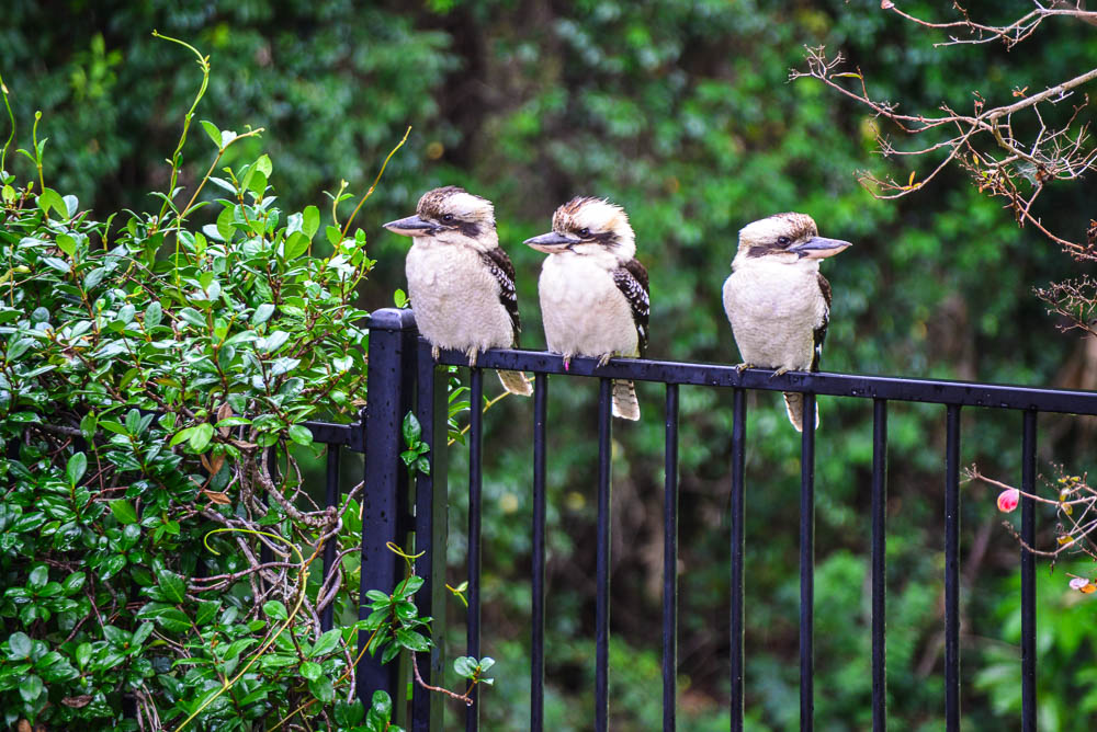 An image of three Kookoburras sitting on our back fence in Noosa.