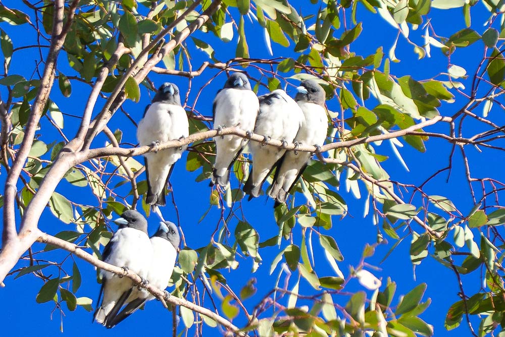 An image of six white-breasted wood swallows in a tree.