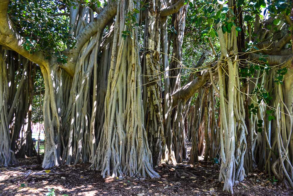 An image of the roots of a large strangler fig on the strand in Townsville, north Queensland.