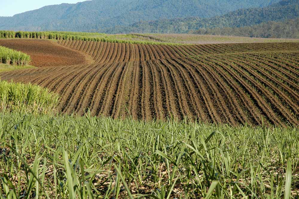 An image of sugar cane fields in Northern Queensland