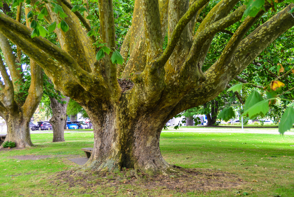 There are some fine old trees in Victoria Park, Auckland
