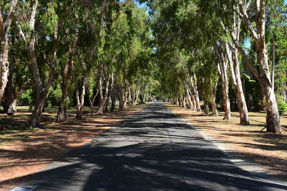 On the way to the beach is this magnificent avenue of paperbark trees