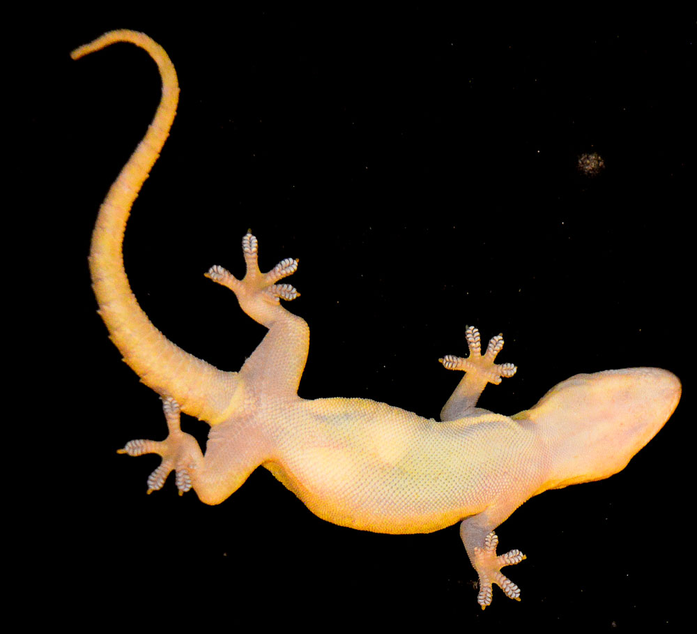 This gecko keeps the nightime insects in check