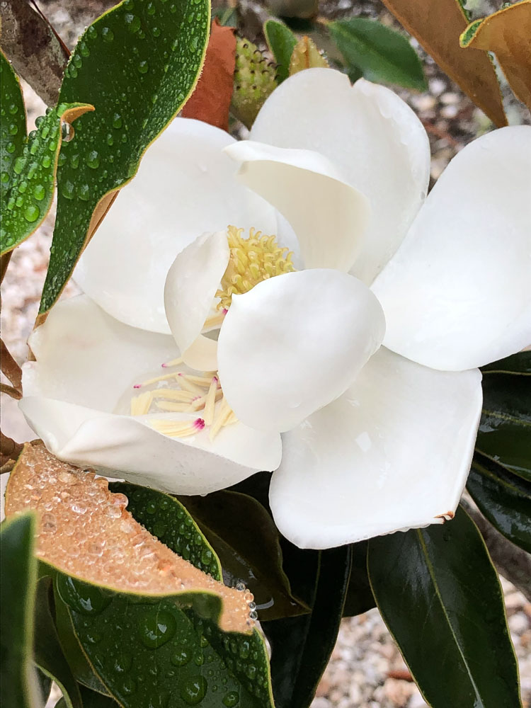 The Magnolia is flowering
