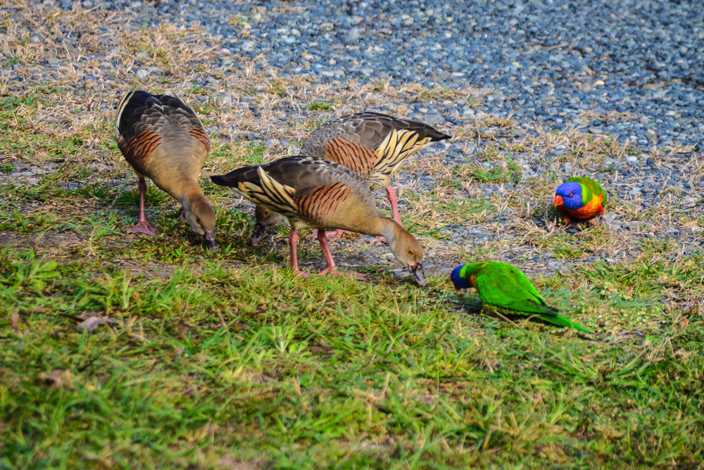 Whistling Duck and Rainbow Lorikeets share a dining table at Bucasia Beach