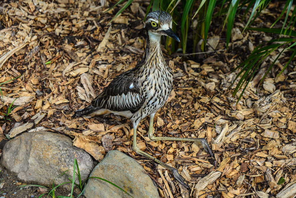 This Bush Stone Curlew sits on it's haunches right next to us in Airlie Beach