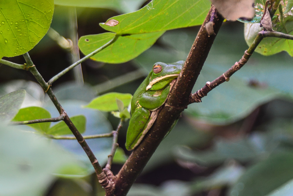 A green frog hides among the mangroves