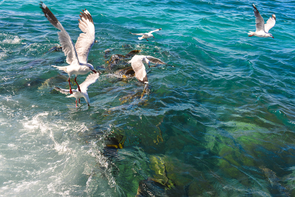 The fish compete with the gulls for the few pellets thrown overboard