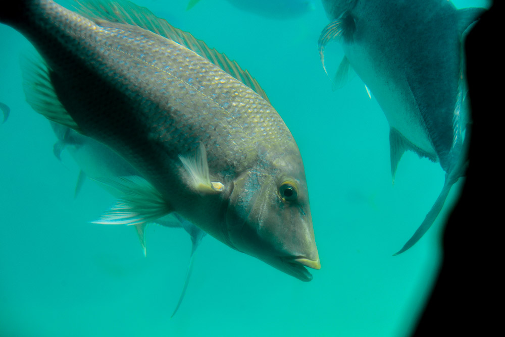 There are large numbers of trevally just here