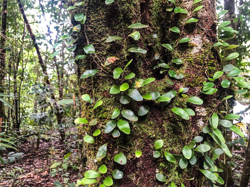 In the rainforest, plants grow on plants grow on plants.