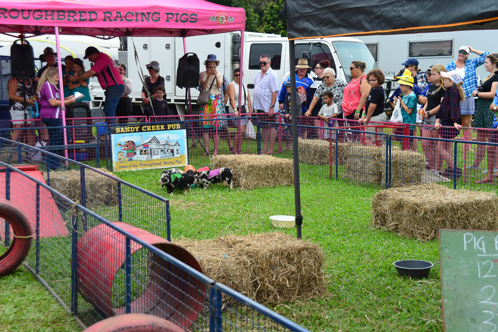 And, of course, you must have miniature pig races