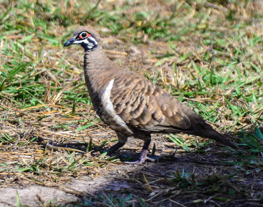 A Flock Bronzewing eyes us suspiciously