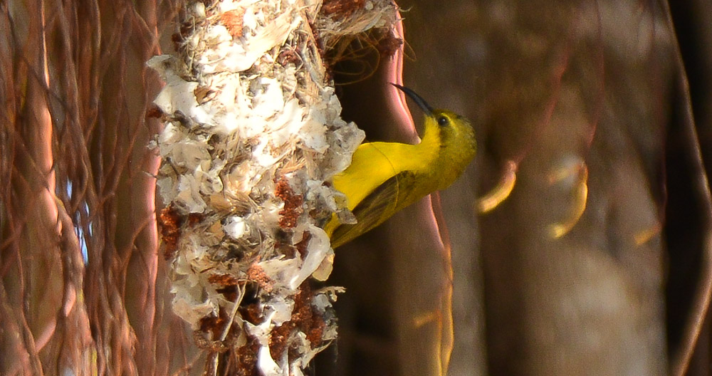 A female Subird constucts a nest on a hanging tree root