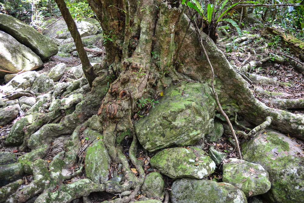 Ancient tree roots wrap around the rocks.
