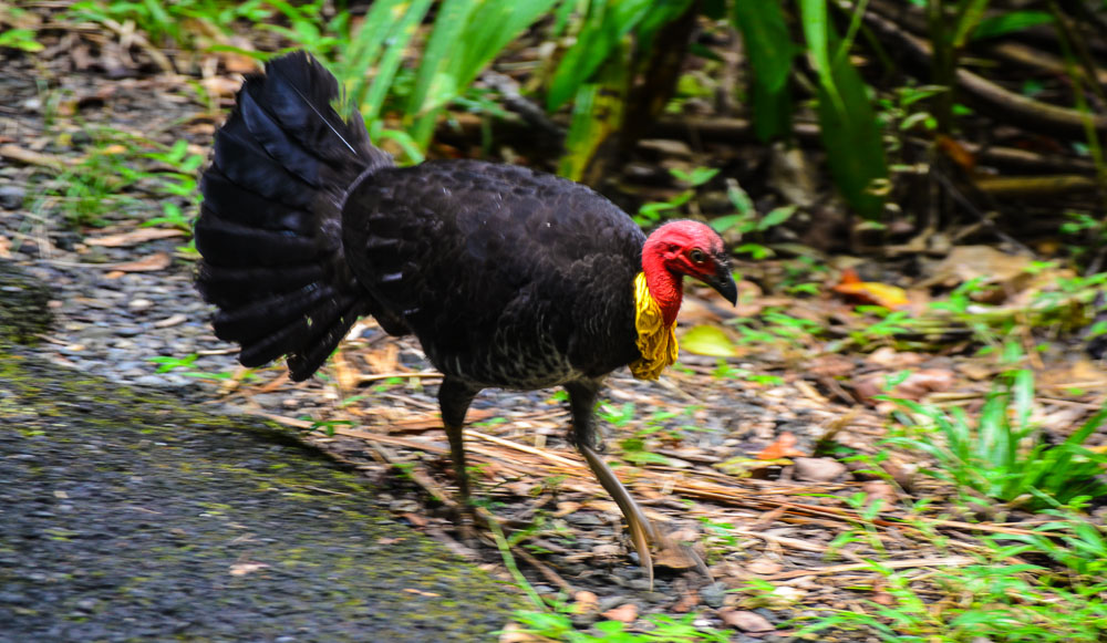 We meet an old friend ... the Australia Brush Turkey. They love to dig up your garden given the chance.