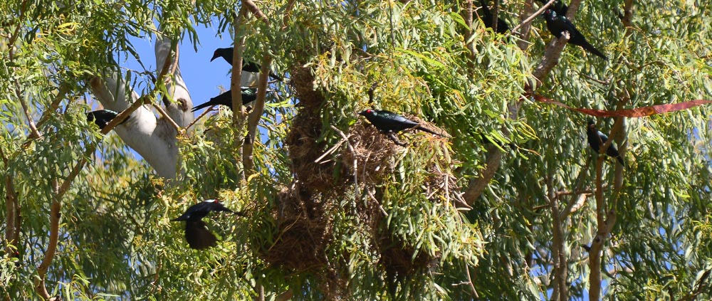 Metalic Starlings with their bright red eyes, build their nesting colony above Bramston Beach