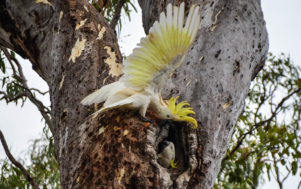 The Sulphur Crested Cockatoos need a BIG hole.