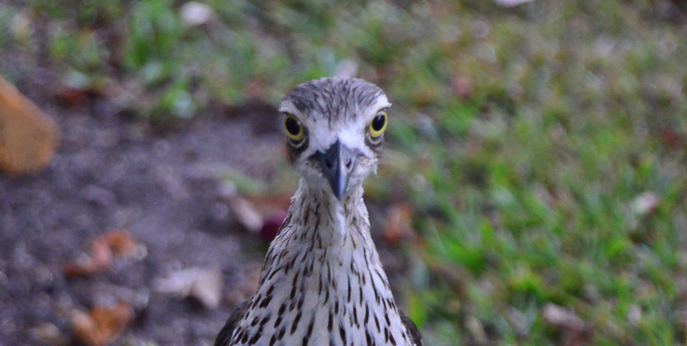 Bush Stone Curlew is happy to stare you down. We call them squealers from the racket they kick up as soon as the sun goes down.
