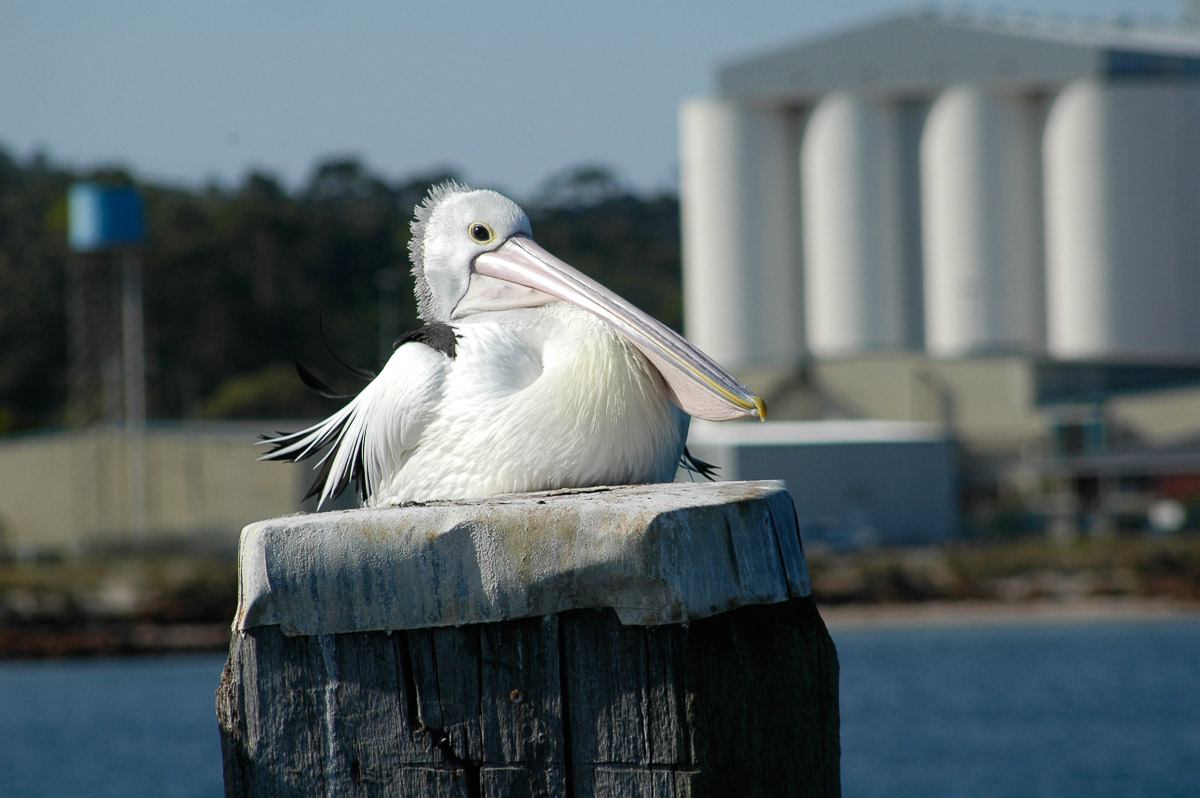 Albany WA Pelican in Pricess Royal Harbour.