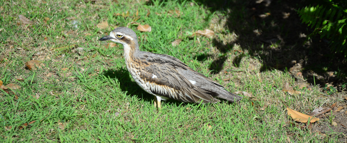 Port Douglas, Queensland