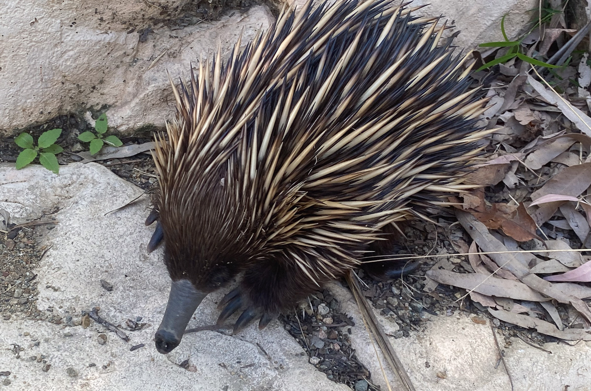 Echidna at 1770 Queensland